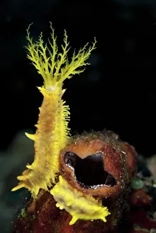 Robustus: 80188484 Sea Cucumber - with feeding tentacles extended