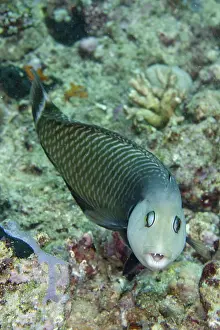 Novaculichthys: 80188485 Rockmover Wrasse California Dreaming dive