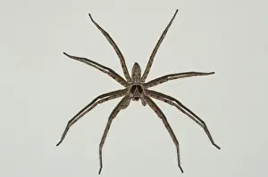 Heteropoda: 80188486 Brown Huntsman Spider Klungkung, Bali