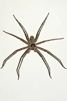 Heteropoda: 80188487 Brown Huntsman Spider Klungkung, Bali