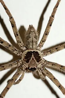 Heteropoda: 80188488 Brown Huntsman Spider Klungkung, Bali