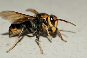 Apocrita: 80188489 Wasp Klungkung, Bali, Indonesia Hymenoptera