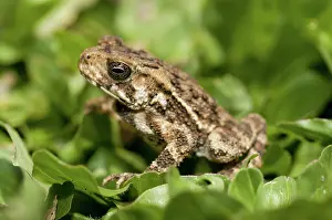Bufo: 80188490 Toad - on grass Klungkung, Bali, Indonesia