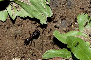 Harvester: 80188492 Black Harvester Ants - making trail through
