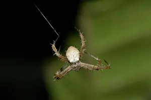Argiope: 80188493 Spider - making web Klungkung, Bali, Indonesia