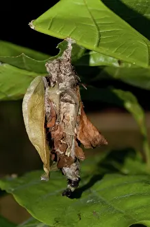 Highly: 80188499 Chrsyalis - highly camouflaged under leaf