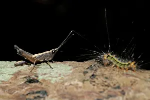 Caelifera: 80188501 Grasshopper - with Caterpillar (Lepidoptera
