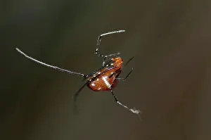 Argyrodes: 80188506 Red Silver Spider - scavenging at edge