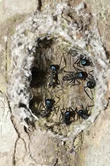 Polyrhachis: 80188509 Black Weaver Ants - in nest in tree (adults