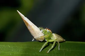 Planthopper: 80188510 Jumping Spider - with Planthopper (Siphanta