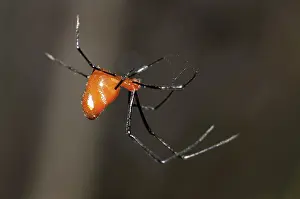 Argyrodes: 80188511 Red Silver Spider - scavenging at edge