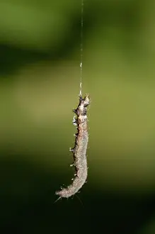 Thread: 80188513 Caterpillar - on silk thread Klungkung