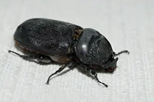 Oryctes: 80188514 Coconut Palm Beetle /Asiatic Rhinoceros