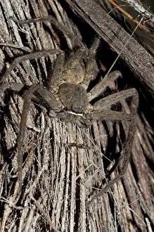 Heteropoda: 80188516 Brown Huntsman Spider Klungkung, Bali