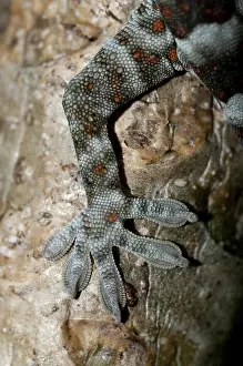 Tokay: 80188518 Tokay Gecko - foot in tree Klungkung, Bali