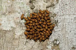 Lice: 80188519 Bark Lice / Booklouse on tree Klungkung
