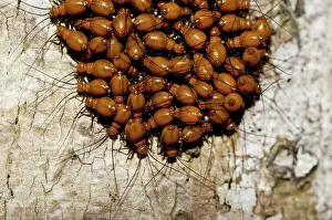 Lice: 80188520 Bark Lice / Booklouse on tree Klungkung