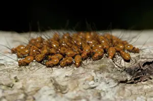 Lice: 80188521 Bark Lice / Booklouse on tree Klungkung