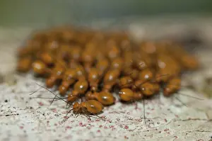 Lice: 80188522 Bark Lice / Booklouse on tree Klungkung