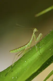 Mantodea: 80188523 Praying Mantis - on leaf Klungkung, Bali