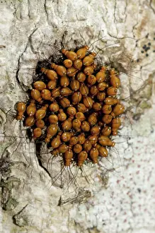 Lice: 80188526 Bark Lice / Booklouse on tree Klungkung