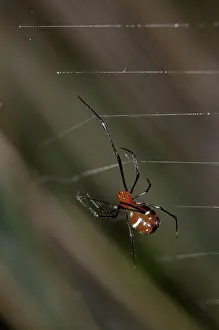 Wrapped: 80188527 Red Silver Spider - with wasp prey wrapped