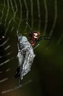 Wrapped: 80188529 Red Silver Spider - with wasp prey wrapped