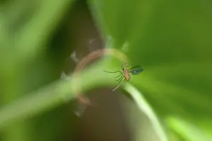 Circling: 80188530 Parasitoid Wasp - caught on thread circling
