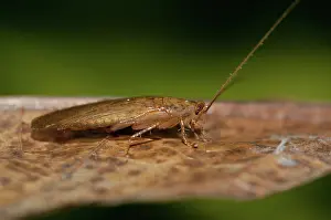 Cockroach: 80188532 Cockroach - on leaf Klungkung, Bali, Indonesia