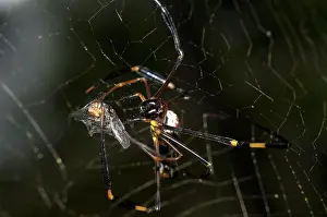 Wrapped: 80188534 Golden Weaver Spider - with fly prey wrapped