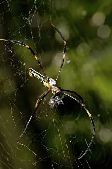 Wrapped: 80188535 Golden Weaver Spider - with fly prey wrapped