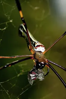 Wrapped: 80188536 Golden Weaver Spider - with fly prey wrapped