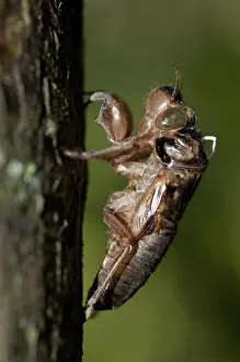 Exuviae: 80188537 Cicada - moulted exoskeleton (exuviae)