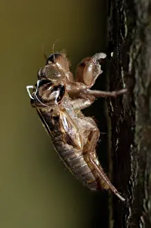 Exuviae: 80188538 Cicada - moulted exoskeleton (exuviae)