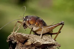 Gryllidae: 80188539 Cricket Klungkung, Bali, Indonesia Gryllidae