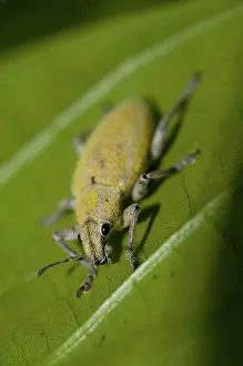 Curculionoidea: 80188542 Weevil - on leaf Klungkung, Bali, Indonesia