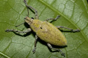 Curculionoidea: 80188543 Weevil - on leaf Klungkung, Bali, Indonesia