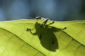 Curculionoidea: 80188544 Weevil - silhouette on leaf Klungkung