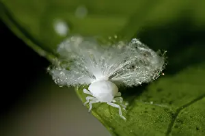 Waxy: 80188545 Planthopper - nymph with waxy extrusions