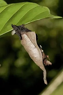 Highly: 80188546 Chrsyalis - highly camouflaged casing under