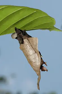 Highly: 80188547 Chrsyalis - highly camouflaged casing under