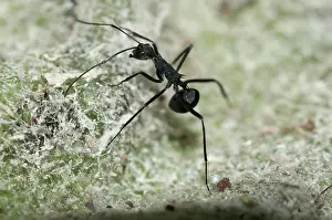 Polyrhachis: 80188549 Black Weaver Ant - in nest in tree (adults