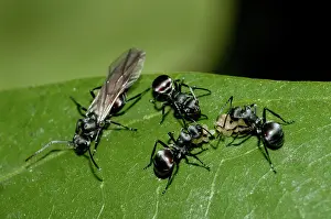 Polyrhachis: 80188550 Black Weaver Ants - taking eggs from winged