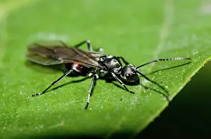 Polyrhachis: 80188552 Black Weaver Ant - winged female on leaf