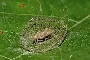 Pupae: 80188553 Chrysalis - inside newly constructed cage
