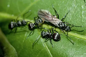 Polyrhachis: 80188554 Black Weaver Ants - taking eggs from winged