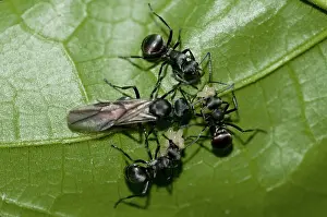 Polyrhachis: 80188555 Black Weaver Ants - taking eggs from winged
