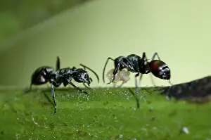 Polyrhachis: 80188556 Black Weaver Ants - with eggs on leaf