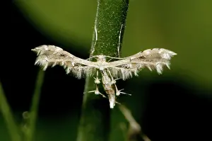 Plume: 80188559 Plume Moth - with unusual wing shape Klungkung