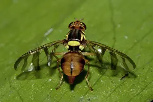 Tephritidae: 80188560 Fruit Fly - with transparant striped wings